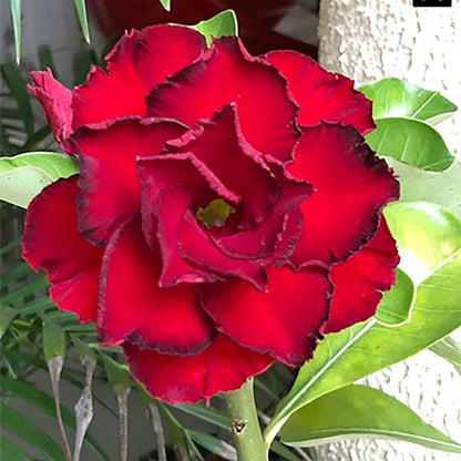 🔥Last Day Sale! 80% OFF!🔥||🌵 Desert Rose Bulbs - An Exotic Gem for Your Garden🌸