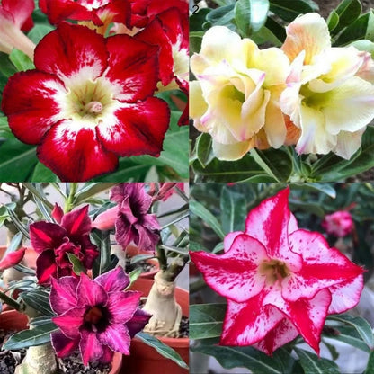 🔥Last Day Sale! 80% OFF!🔥||🌵 Desert Rose Bulbs - An Exotic Gem for Your Garden🌸