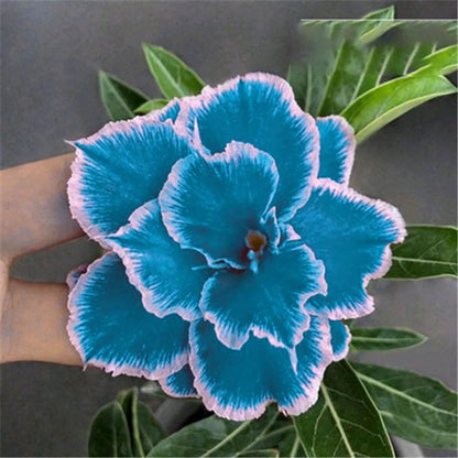 🔥Last Day Sale! 80% OFF!🔥||🌵 Desert Rose Bulbs - An Exotic Gem for Your Garden🌸