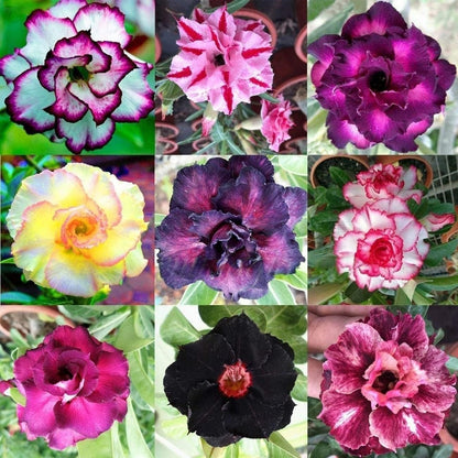 🔥Last Day Sale! 80% OFF!🔥||🌵 Desert Rose Bulbs - An Exotic Gem for Your Garden🌸