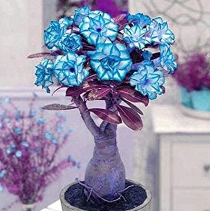 🔥Last Day Sale! 80% OFF!🔥||🌵 Desert Rose Bulbs - An Exotic Gem for Your Garden🌸