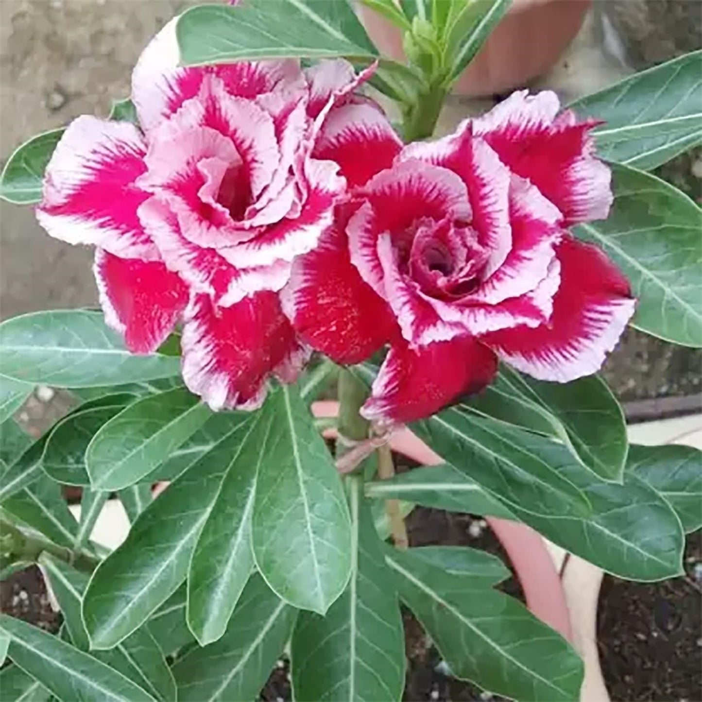 🔥Last Day Sale! 80% OFF!🔥||🌵 Desert Rose Bulbs - An Exotic Gem for Your Garden🌸