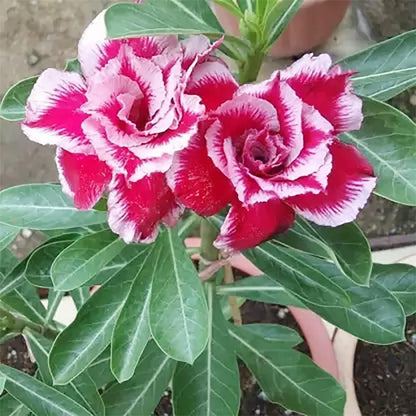 🔥Last Day Sale! 80% OFF!🔥||🌵 Desert Rose Bulbs - An Exotic Gem for Your Garden🌸