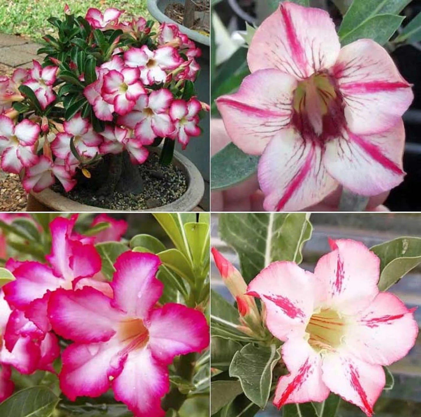 🔥Last Day Sale! 80% OFF!🔥||🌵 Desert Rose Bulbs - An Exotic Gem for Your Garden🌸