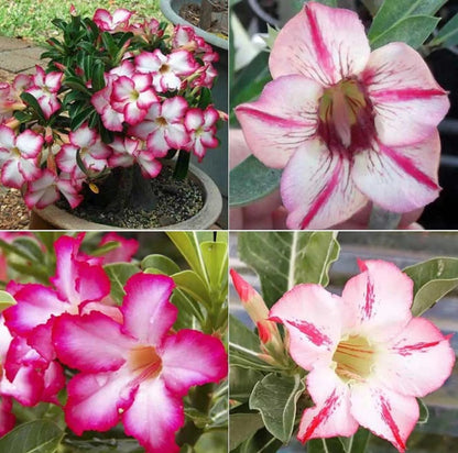 🔥Last Day Sale! 80% OFF!🔥||🌵 Desert Rose Bulbs - An Exotic Gem for Your Garden🌸