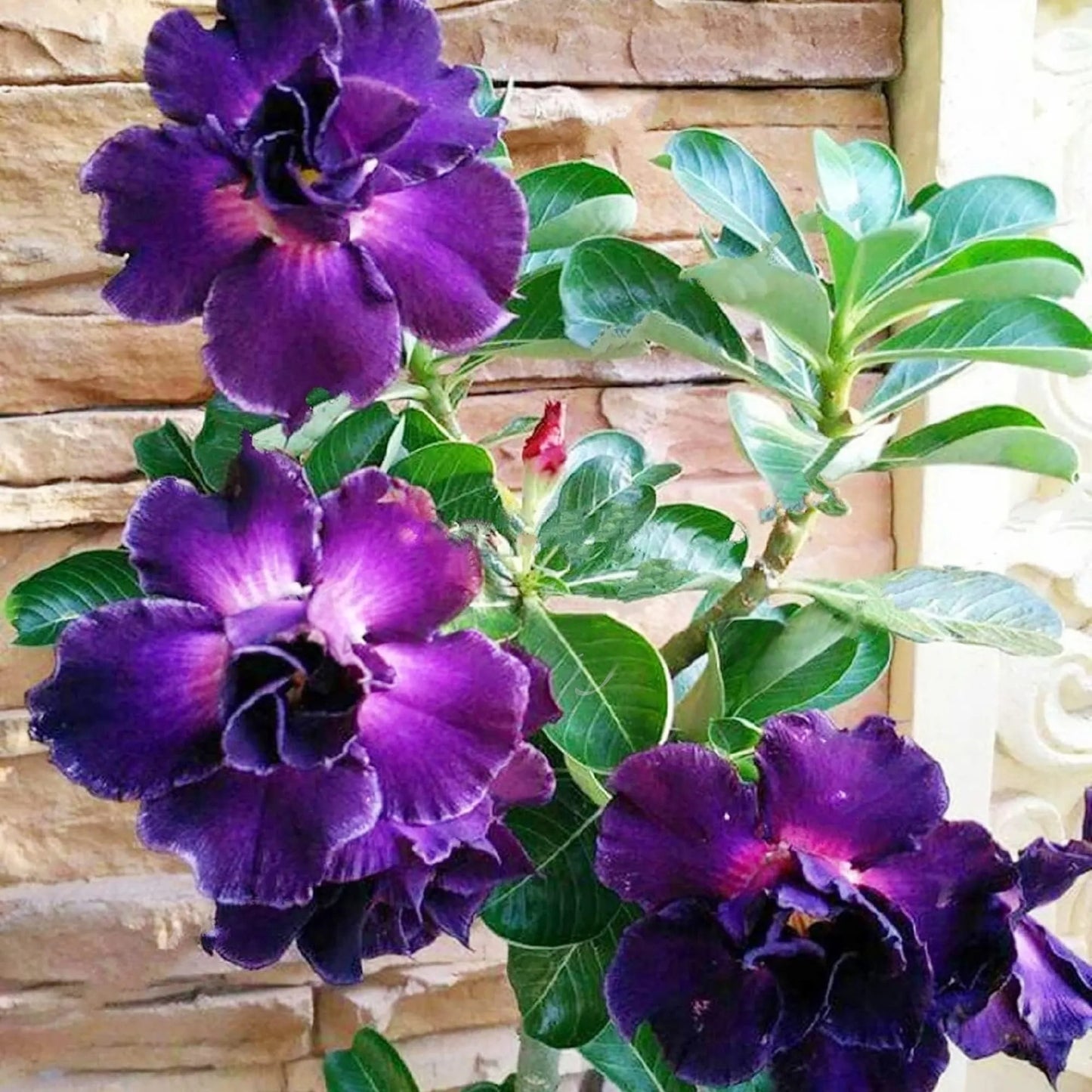 🔥Last Day Sale! 80% OFF!🔥||🌵 Desert Rose Bulbs - An Exotic Gem for Your Garden🌸