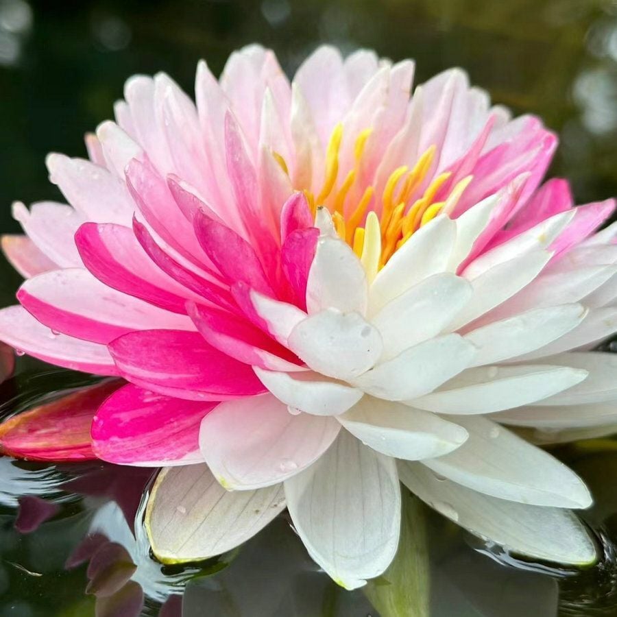 🔥Last Day Sale! 80% OFF!🔥||💐The Sacred Bonsai Bowl Lotus Flower