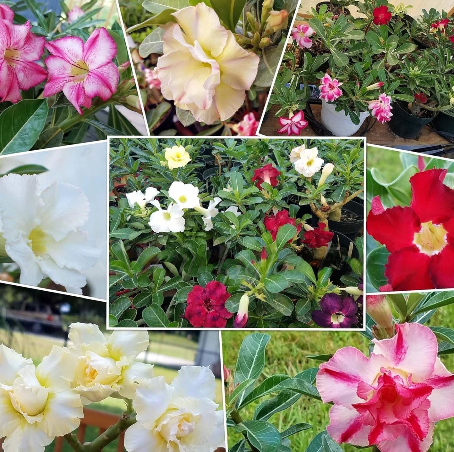 🔥Last Day Sale! 80% OFF!🔥||🌵 Desert Rose Bulbs - An Exotic Gem for Your Garden🌸