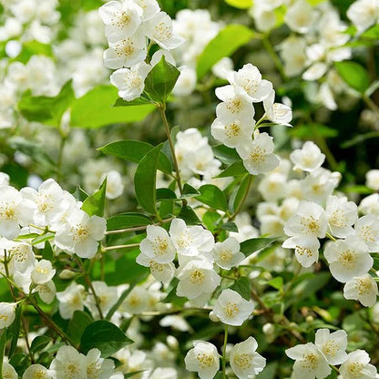 🔥Last Day Sale! 80% OFF!🔥||🌸Jasmine Seeds