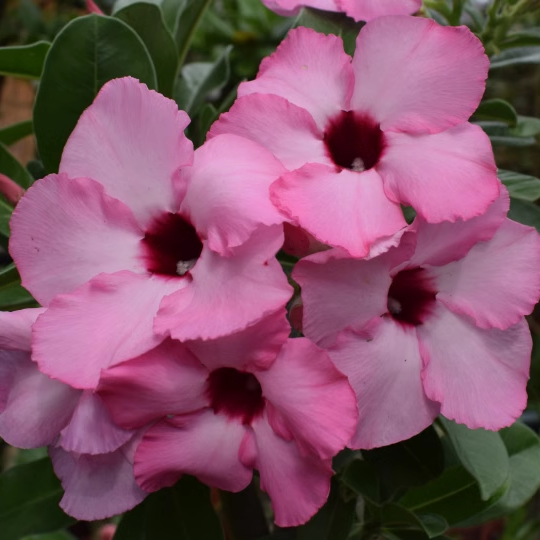 🔥Last Day Sale! 80% OFF!🔥||🌵 Desert Rose Bulbs - An Exotic Gem for Your Garden🌸