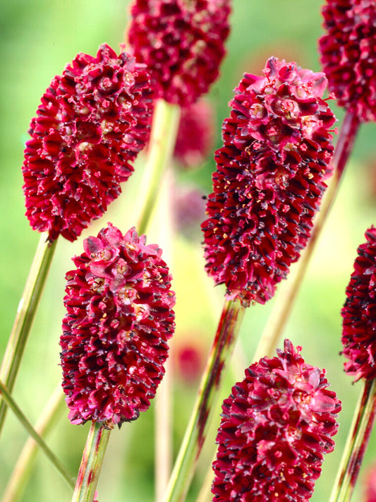 🔥Last Day Sale! 80% OFF!🔥||Sanguisorba (Wiesenknopf)