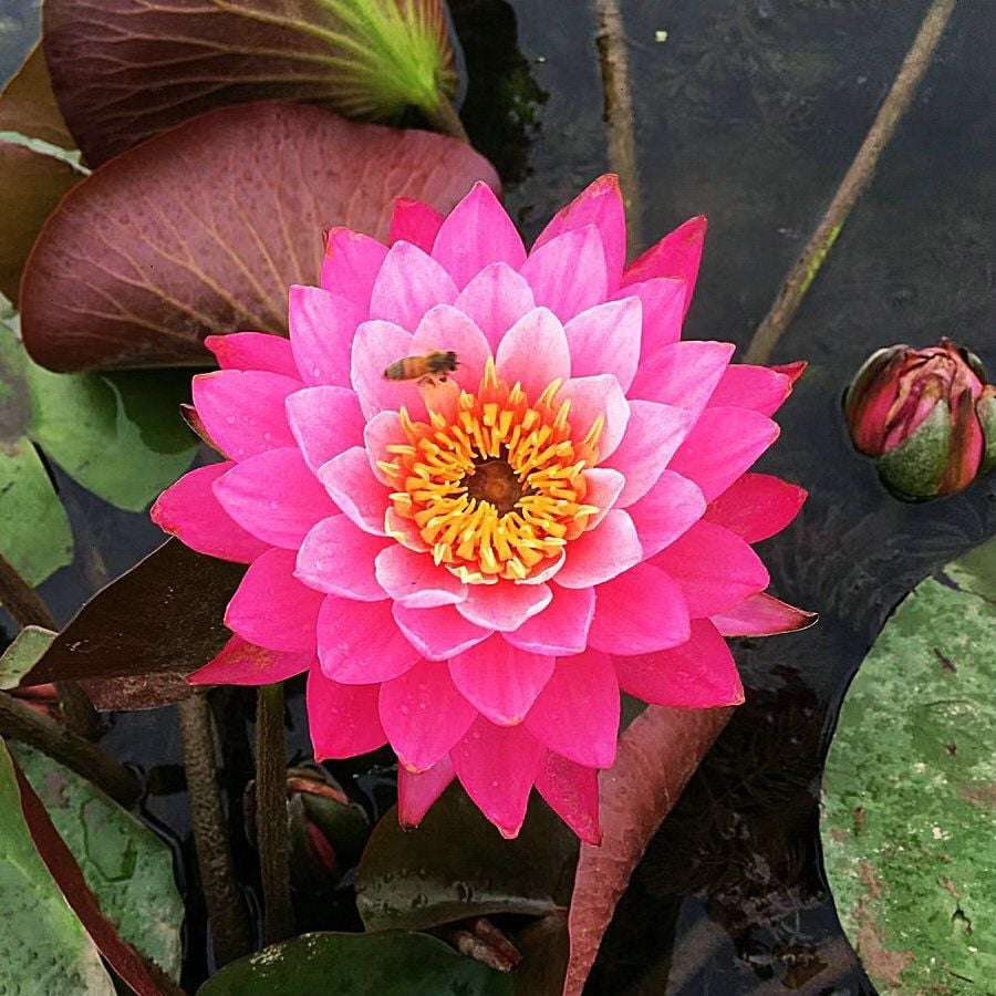🔥Last Day Sale! 80% OFF!🔥||💐The Sacred Bonsai Bowl Lotus Flower