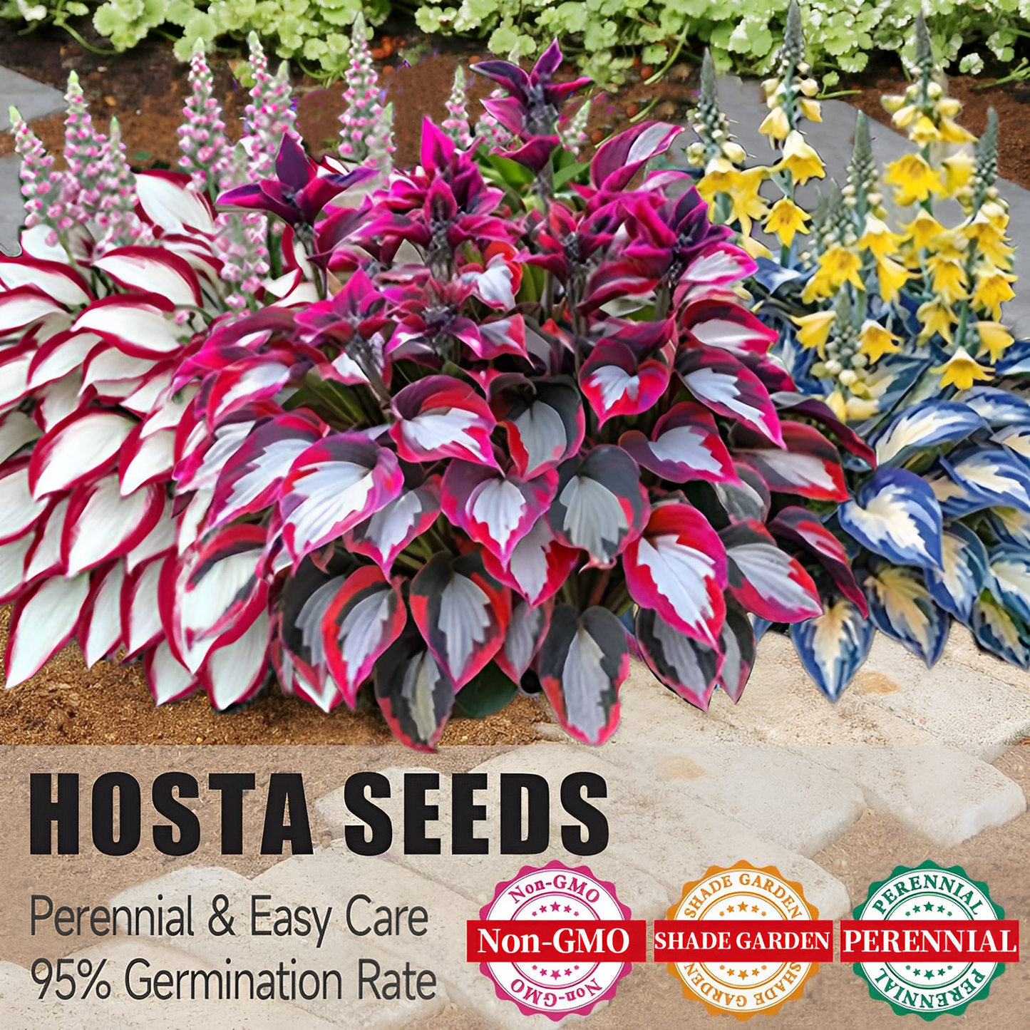 🔥Last Day Sale! 80% OFF!🔥||🌿Rare Hosta Seeds for Lush Shade Gardens💖🔥1 Pack-100 Seeds