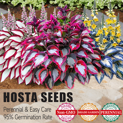 🔥Last Day Sale! 80% OFF!🔥||🌿Rare Hosta Seeds for Lush Shade Gardens💖🔥1 Pack-100 Seeds