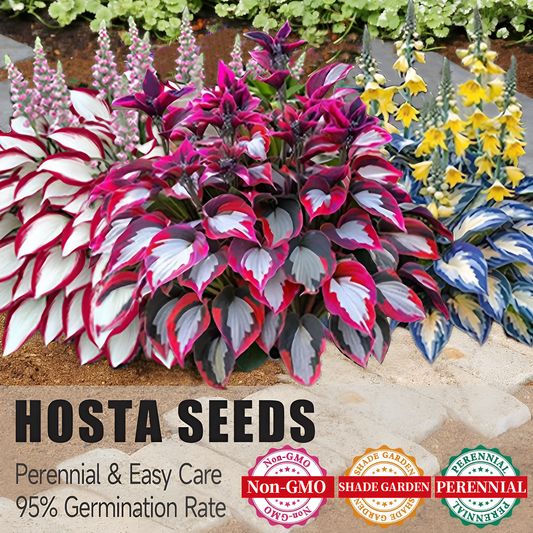 🔥Last Day Sale! 80% OFF!🔥||🌿Rare Hosta Seeds for Lush Shade Gardens💖🔥1 Pack-100 Seeds