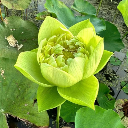 🔥Last Day Sale! 80% OFF!🔥||💐The Sacred Bonsai Bowl Lotus Flower