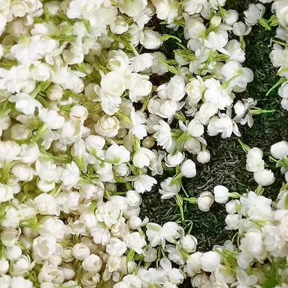 🔥Last Day Sale! 80% OFF!🔥||🌸Jasmine Seeds