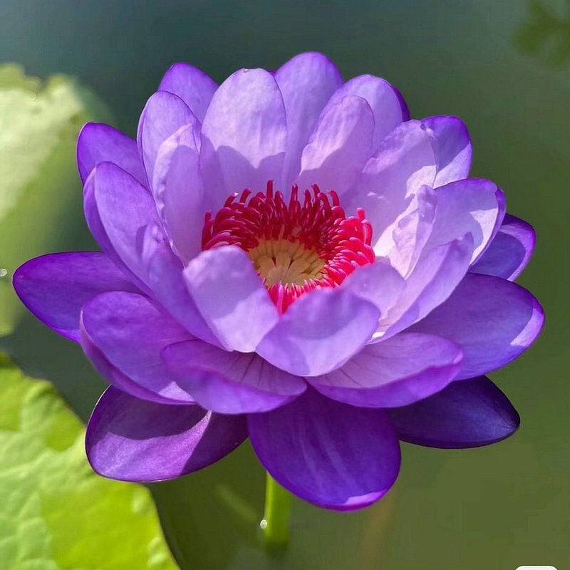 🔥Last Day Sale! 80% OFF!🔥||💐The Sacred Bonsai Bowl Lotus Flower