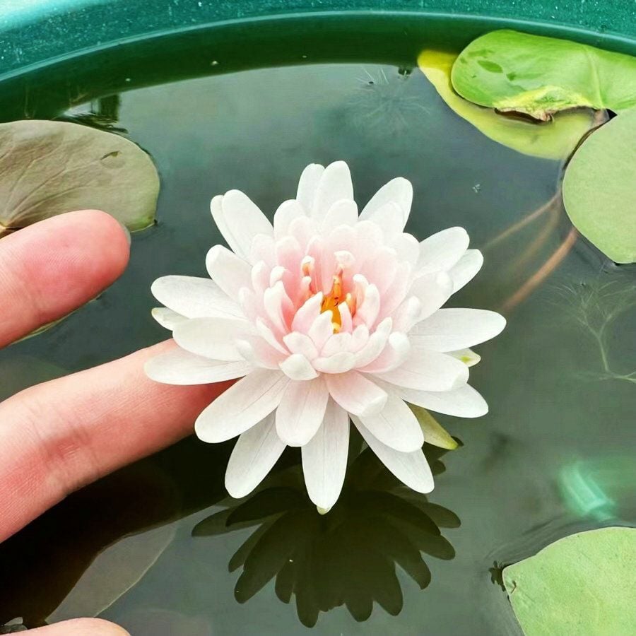 🔥Last Day Sale! 80% OFF!🔥||💐The Sacred Bonsai Bowl Lotus Flower