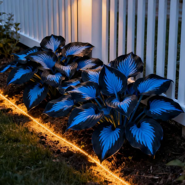 🔥Last Day Sale! 80% OFF!🔥||🌿Rare Hosta Seeds for Lush Shade Gardens💖🔥1 Pack-100 Seeds