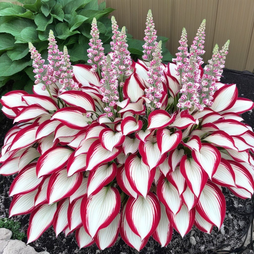 🔥Last Day Sale! 80% OFF!🔥||🌿Rare Hosta Seeds for Lush Shade Gardens💖🔥1 Pack-100 Seeds