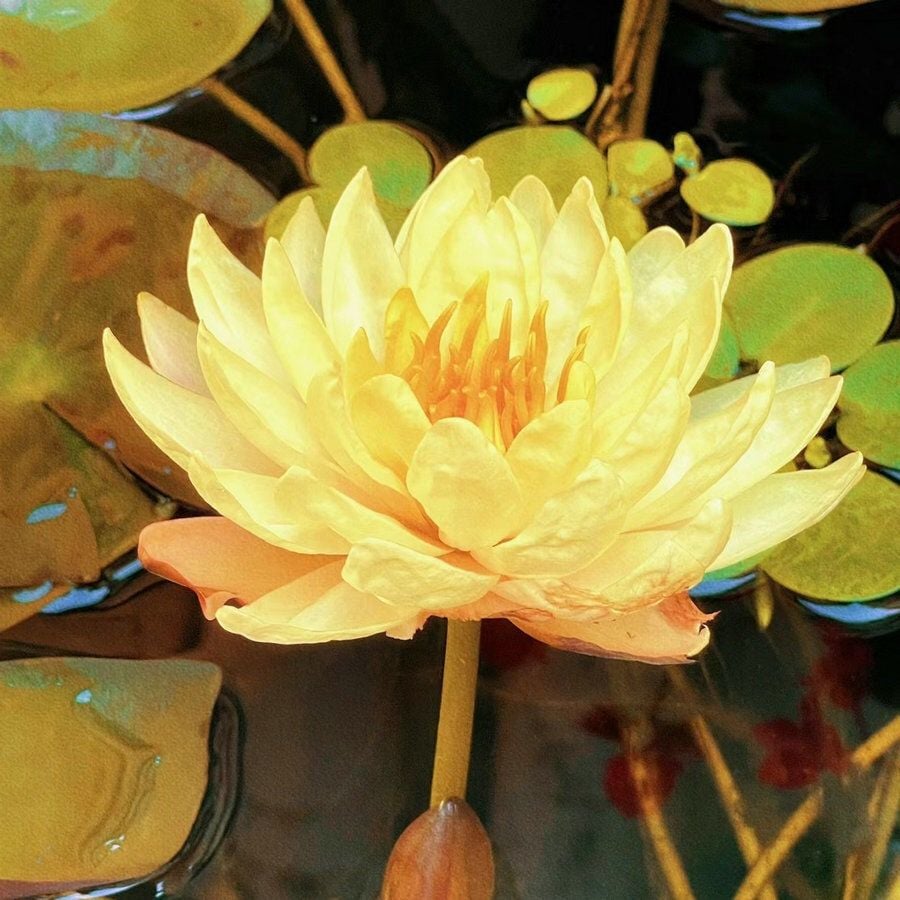 🔥Last Day Sale! 80% OFF!🔥||💐The Sacred Bonsai Bowl Lotus Flower