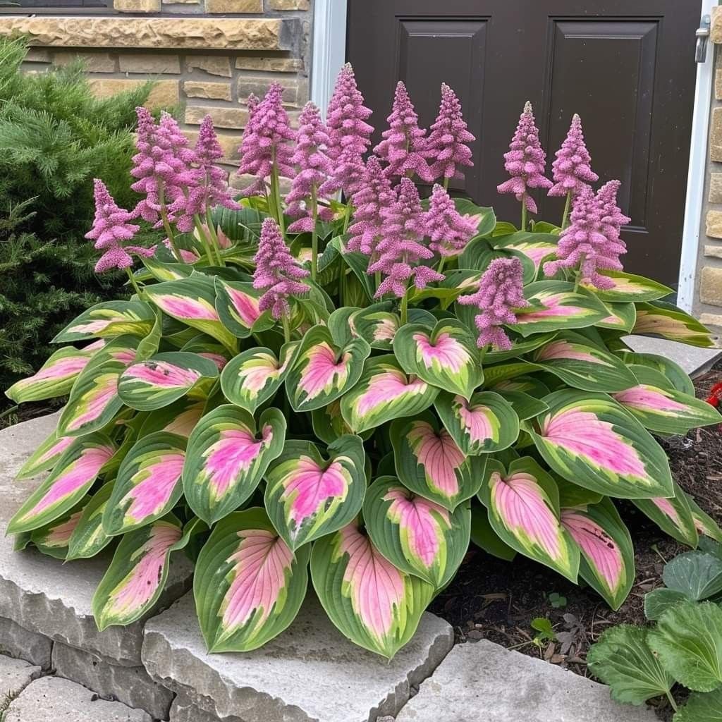 🔥Last Day Sale! 80% OFF!🔥||🌿Rare Hosta Seeds for Lush Shade Gardens💖🔥1 Pack-100 Seeds