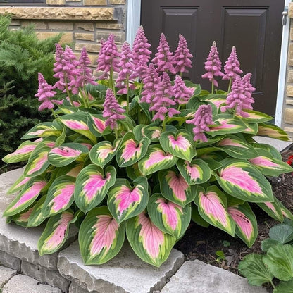 🔥Last Day Sale! 80% OFF!🔥||🌿Rare Hosta Seeds for Lush Shade Gardens💖🔥1 Pack-100 Seeds