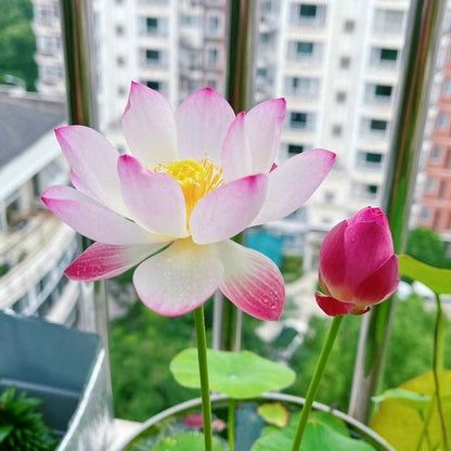 🔥Last Day Sale! 80% OFF!🔥||💐The Sacred Bonsai Bowl Lotus Flower
