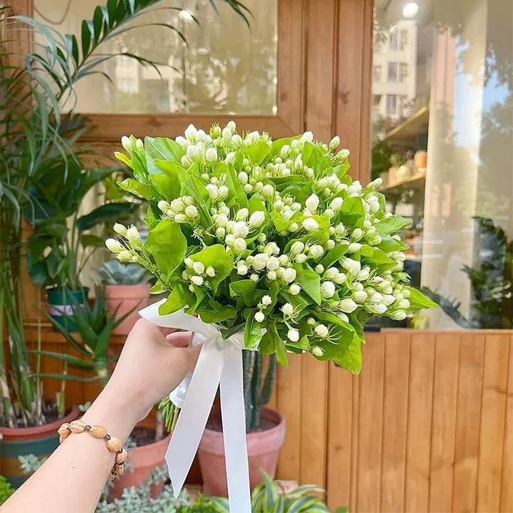 🔥Last Day Sale! 80% OFF!🔥||🌸Jasmine Seeds