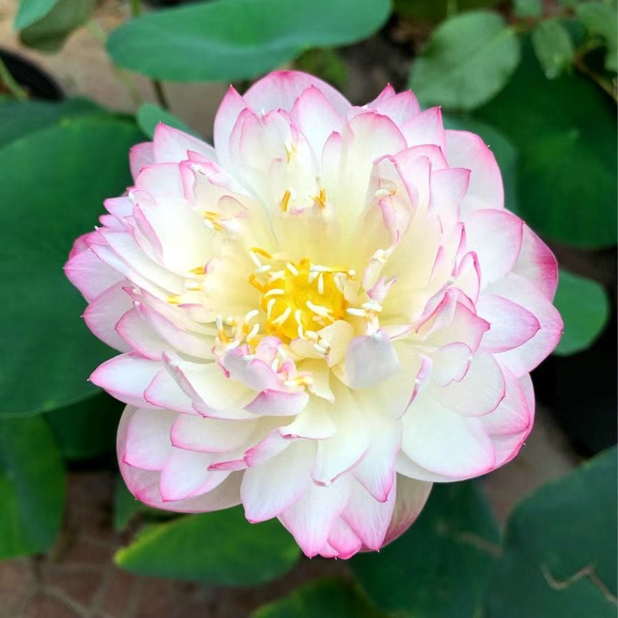 🔥Last Day Sale! 80% OFF!🔥||💐The Sacred Bonsai Bowl Lotus Flower