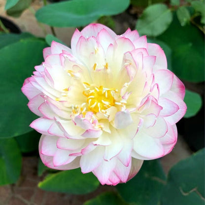 🔥Last Day Sale! 80% OFF!🔥||💐The Sacred Bonsai Bowl Lotus Flower