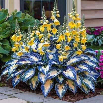 🔥Last Day Sale! 80% OFF!🔥||🌿Rare Hosta Seeds for Lush Shade Gardens💖🔥1 Pack-100 Seeds