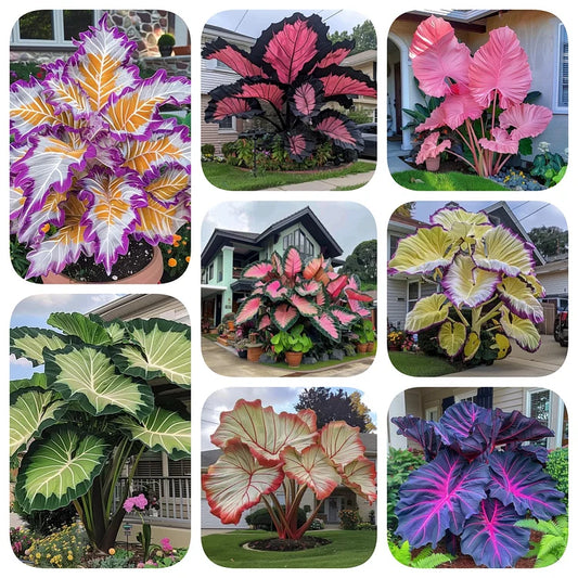 🔥Last Day Sale! 80% OFF!🔥|| Giant Caladium Bulbs 🎊The color wizard that creates a dream garden 🌿✨