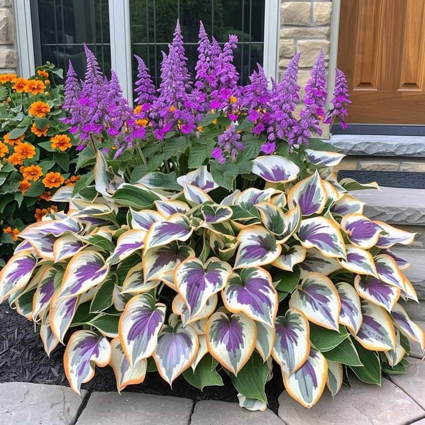 🔥Last Day Sale! 80% OFF!🔥||🌿Rare Hosta Seeds for Lush Shade Gardens💖🔥1 Pack-100 Seeds