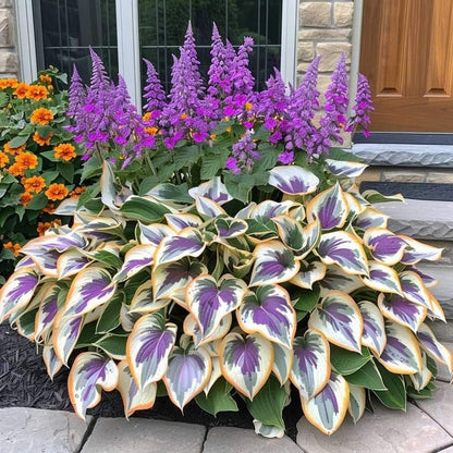 🔥Last Day Sale! 80% OFF!🔥||🌿Rare Hosta Seeds for Lush Shade Gardens💖🔥1 Pack-100 Seeds