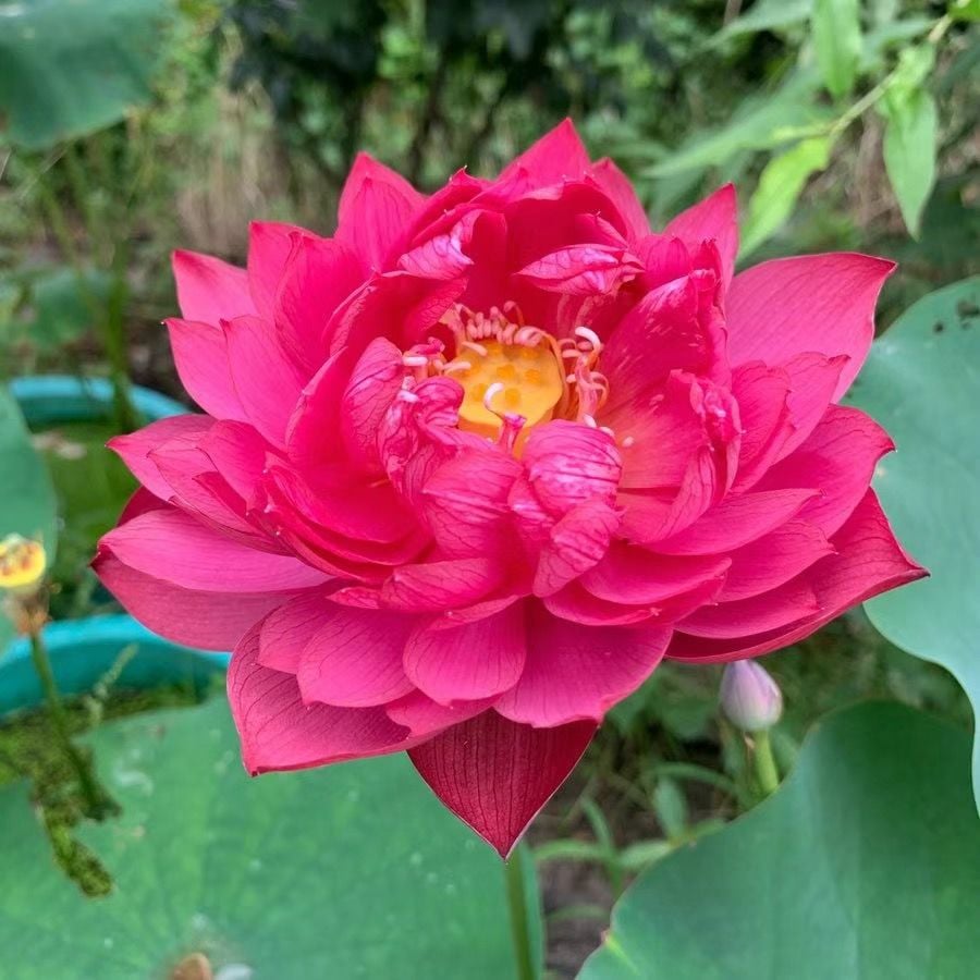 🔥Last Day Sale! 80% OFF!🔥||💐The Sacred Bonsai Bowl Lotus Flower