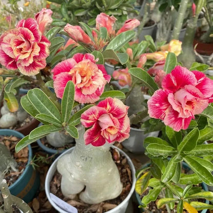 🔥Last Day Sale! 80% OFF!🔥||🌵 Desert Rose Bulbs - An Exotic Gem for Your Garden🌸