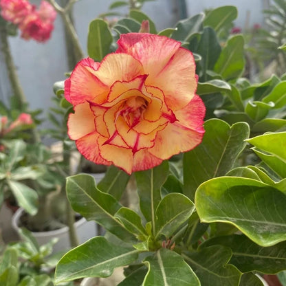 🔥Last Day Sale! 80% OFF!🔥||🌵 Desert Rose Bulbs - An Exotic Gem for Your Garden🌸