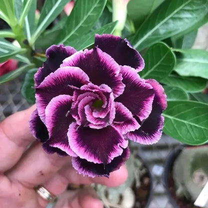 🔥Last Day Sale! 80% OFF!🔥||🌵 Desert Rose Bulbs - An Exotic Gem for Your Garden🌸